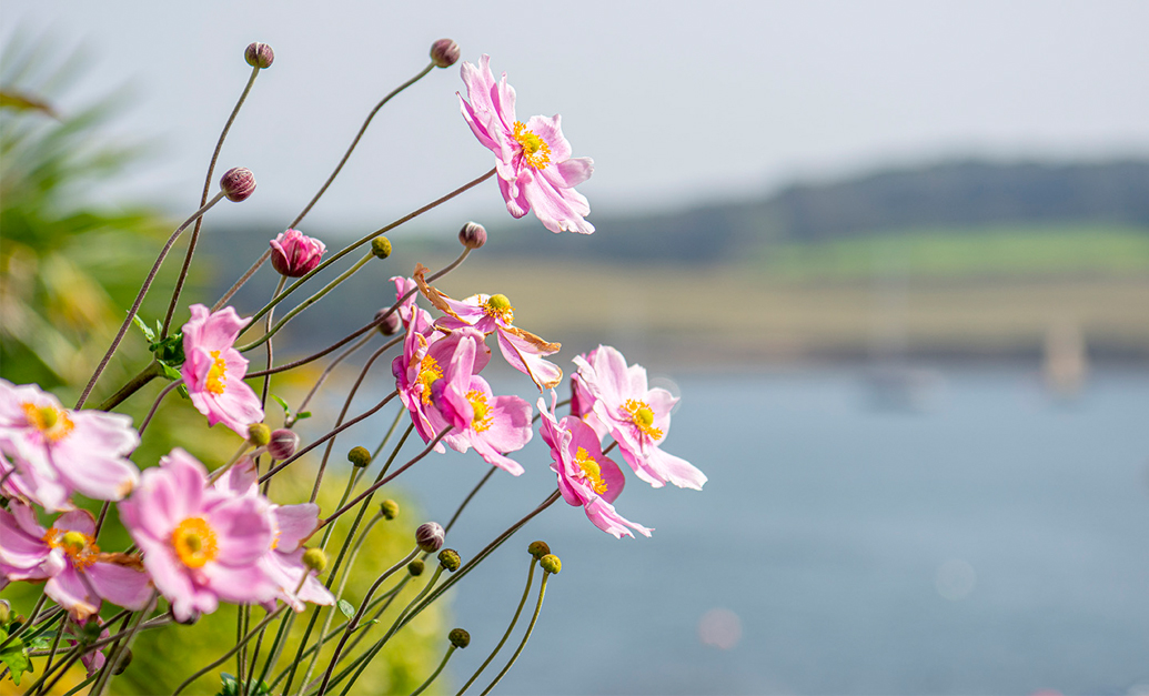  St Mawes Dental Image